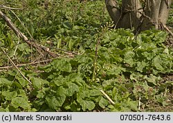 Morchella conica (smardz stożkowaty)