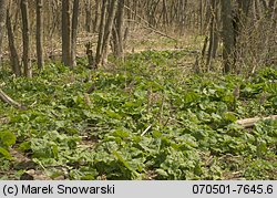 Morchella conica (smardz stożkowaty)