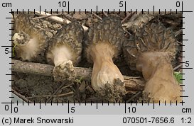 Morchella conica (smardz stożkowaty)