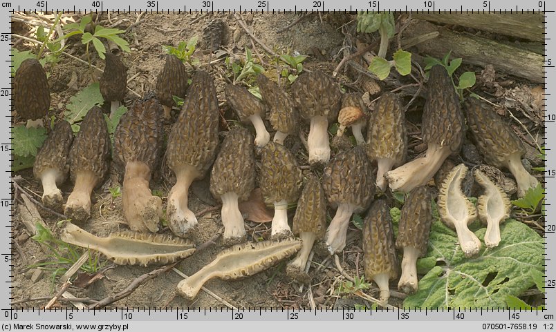 Morchella conica (smardz stożkowaty)