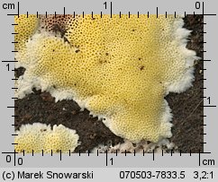 Antrodiella citrinella (jamkóweczka cytrynowa)