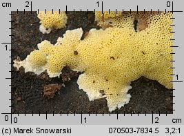 Antrodiella citrinella (jamkóweczka cytrynowa)