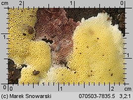 Antrodiella citrinella (jamkóweczka cytrynowa)