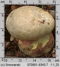 Rubroboletus satanas (krwistoborowik szatański)