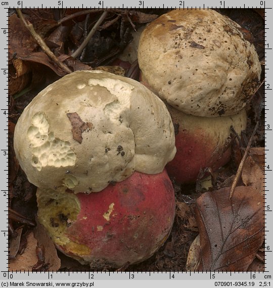 Rubroboletus satanas (krwistoborowik szatański)