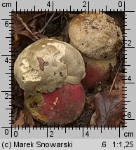 Rubroboletus satanas (krwistoborowik szatański)