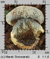 Rubroboletus satanas (krwistoborowik szatański)