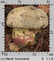 Rubroboletus satanas (krwistoborowik szatański)