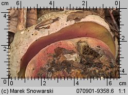 Rubroboletus satanas (krwistoborowik szatański)