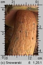 Suillellus luridus (modroborowik ponury)