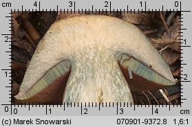 Suillellus luridus (modroborowik ponury)