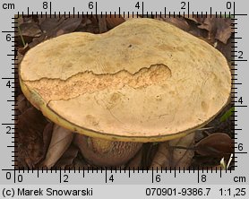 Suillellus luridus (modroborowik ponury)