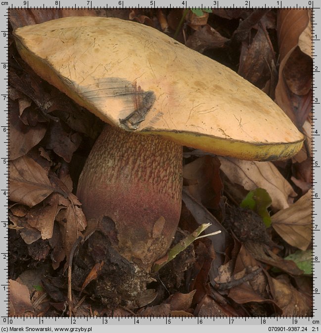 Suillellus luridus (modroborowik ponury)