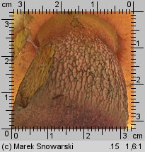 Suillellus luridus (modroborowik ponury)