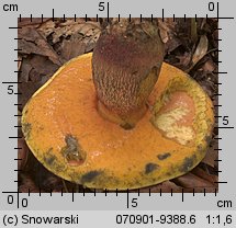 Suillellus luridus (modroborowik ponury)