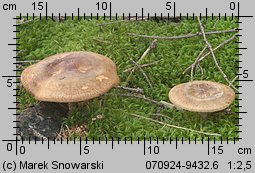 Paxillus involutus (krowiak podwinięty)