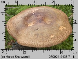 Paxillus involutus (krowiak podwinięty)