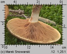 Paxillus involutus (krowiak podwinięty)