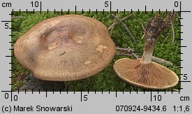 Paxillus involutus (krowiak podwinięty)