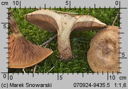 Paxillus involutus (krowiak podwinięty)