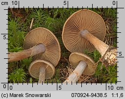 Unidentified-Cortinarius