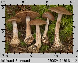 Unidentified-Cortinarius