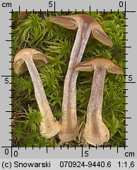 Unidentified-Cortinarius