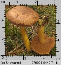 Chalciporus piperatus (maślaczek pieprzowy)