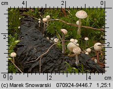 Unidentified-Tricholomataceae (niezidentyfikowane)