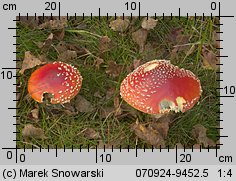 Amanita muscaria (muchomor czerwony)