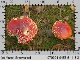 Amanita muscaria (muchomor czerwony)