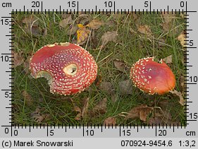 Amanita muscaria (muchomor czerwony)