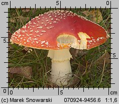 Amanita muscaria (muchomor czerwony)