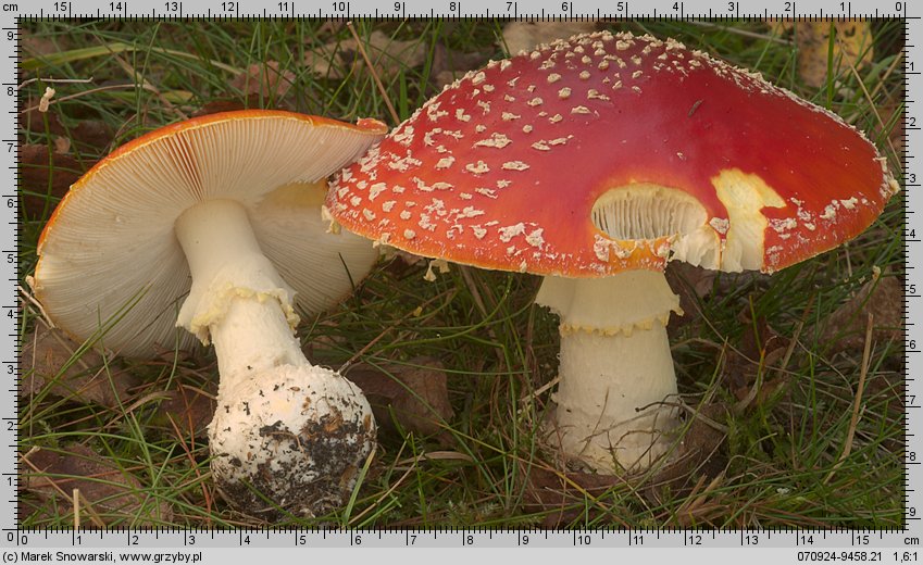 Amanita muscaria (muchomor czerwony)