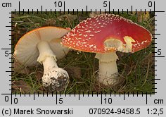 Amanita muscaria (muchomor czerwony)