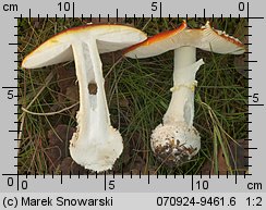 Amanita muscaria (muchomor czerwony)