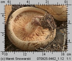 Paxillus involutus (krowiak podwinięty)