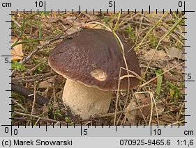 Boletus edulis (borowik szlachetny)