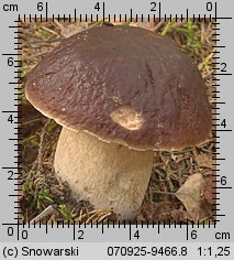 Boletus edulis (borowik szlachetny)