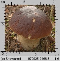 Boletus edulis (borowik szlachetny)