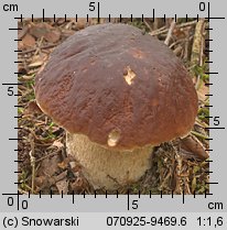 Boletus edulis (borowik szlachetny)