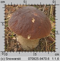 Boletus edulis (borowik szlachetny)