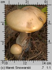 Unidentified-Cortinarius