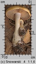 Unidentified-Cortinarius