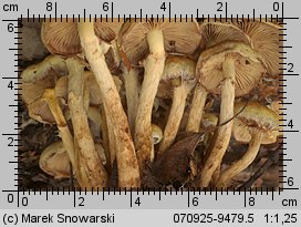 Unidentified-Cortinarius