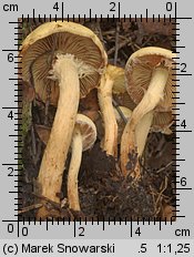 Unidentified-Cortinarius