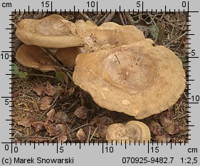 Paxillus involutus (krowiak podwinięty)