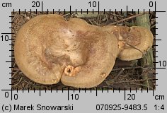 Paxillus involutus (krowiak podwinięty)