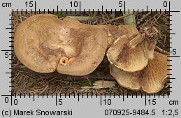 Paxillus involutus (krowiak podwinięty)