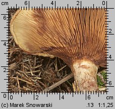 Paxillus involutus (krowiak podwinięty)